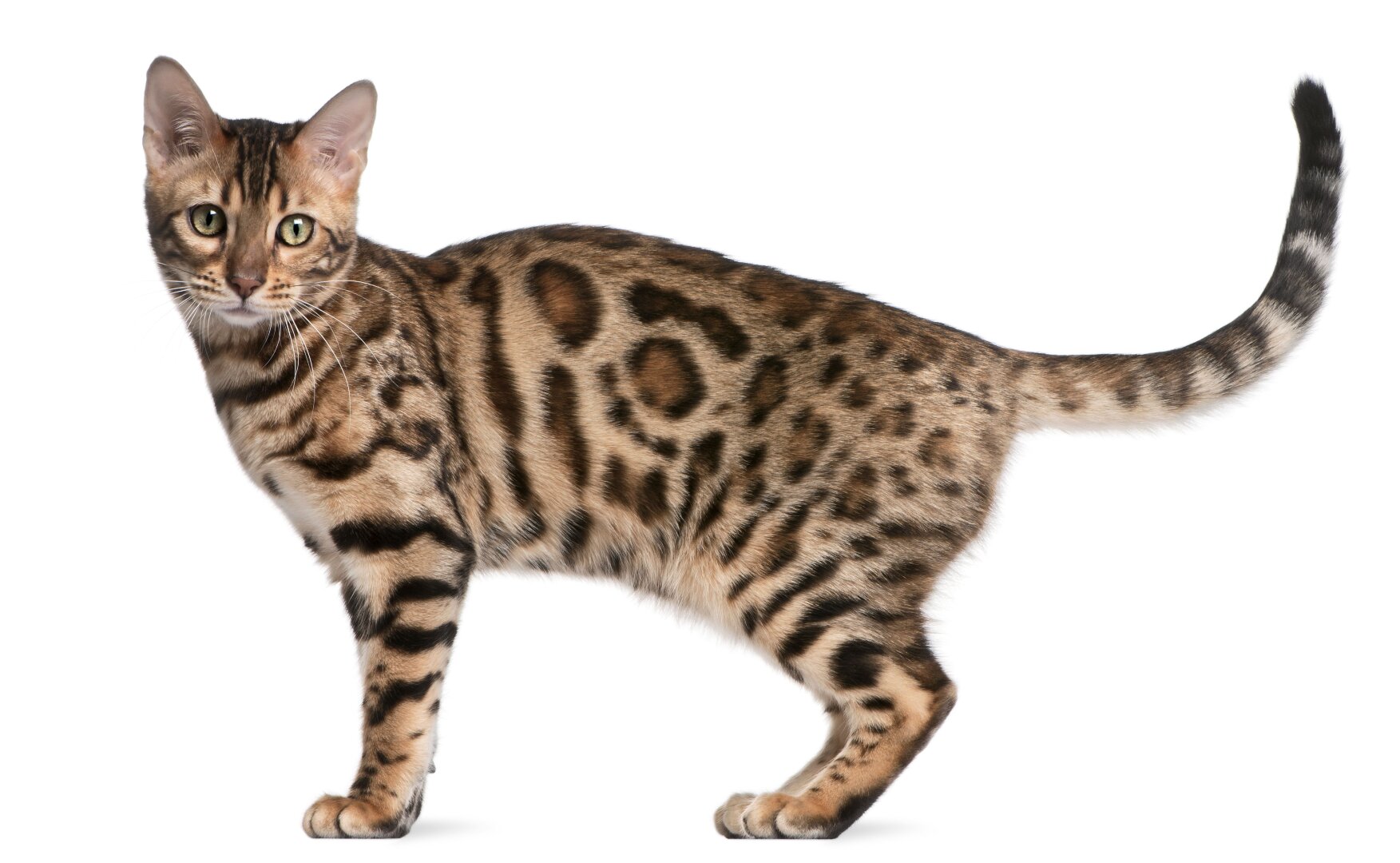 Стандарт породы бенгальской кошки. Бенгальская кошка. Бенгал мраморный табби. Бенгальская кошка мраморная. Бенгальская кошка хвост.