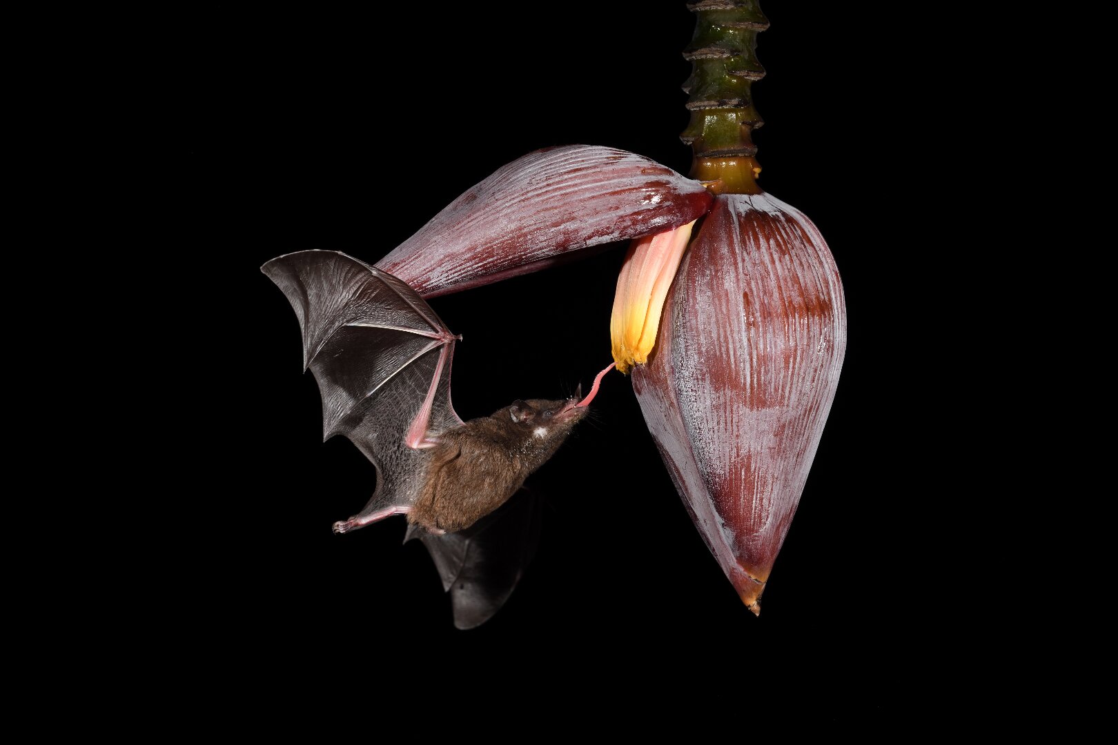 Lateks guruh jinsiy porno