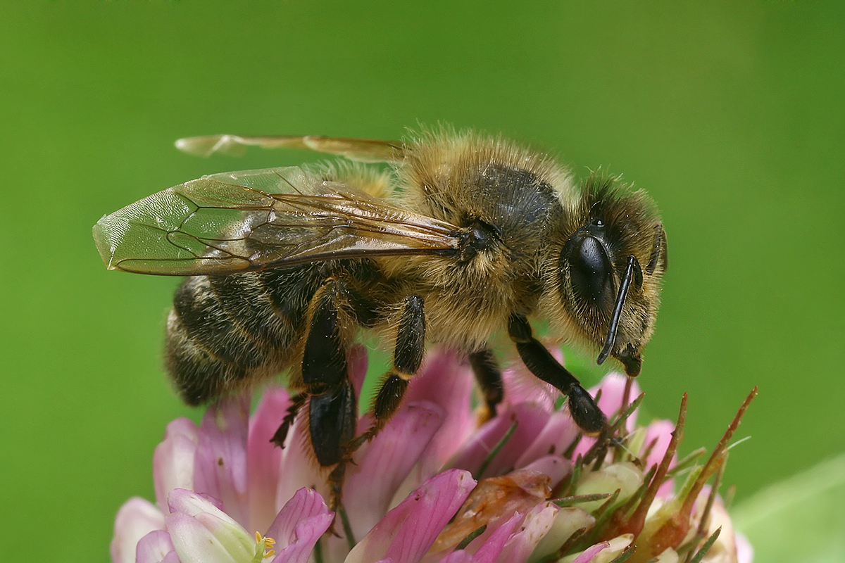 bičių parinktys