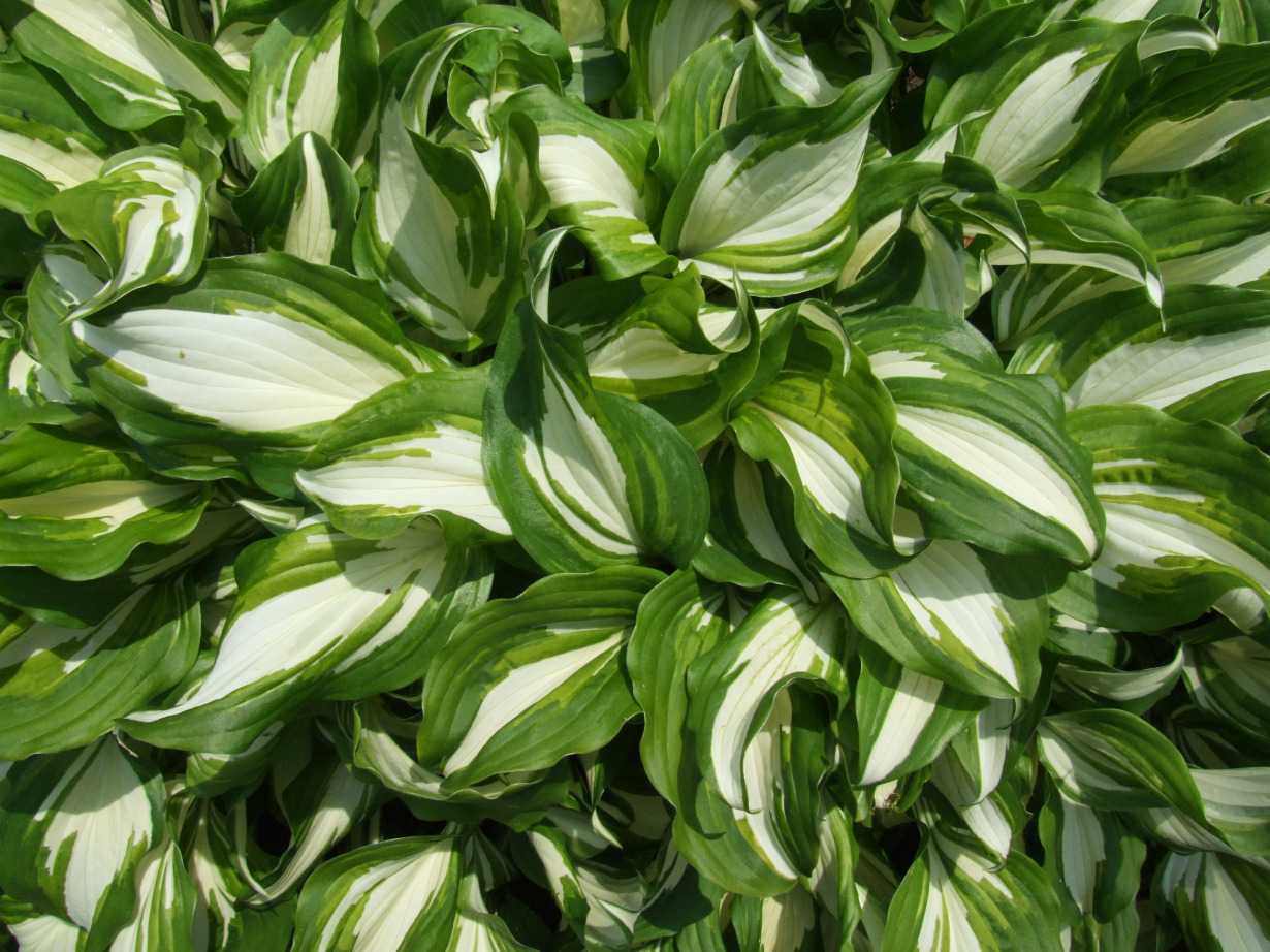 melsvė Visuotinė lietuvių enciklopedija