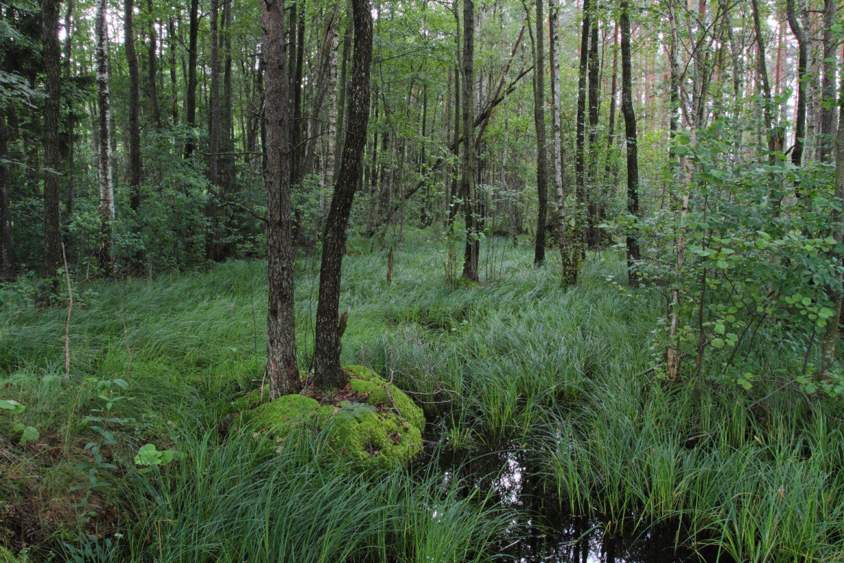 lieknas - Visuotinė lietuvių enciklopedija
