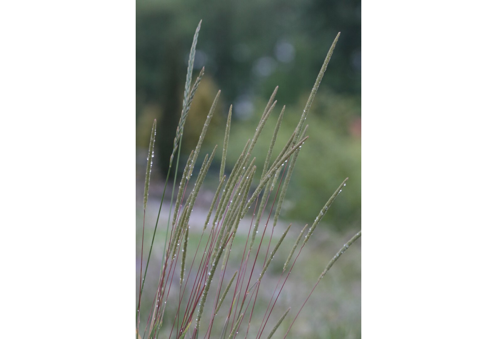 motiejukas Visuotinė lietuvių enciklopedija