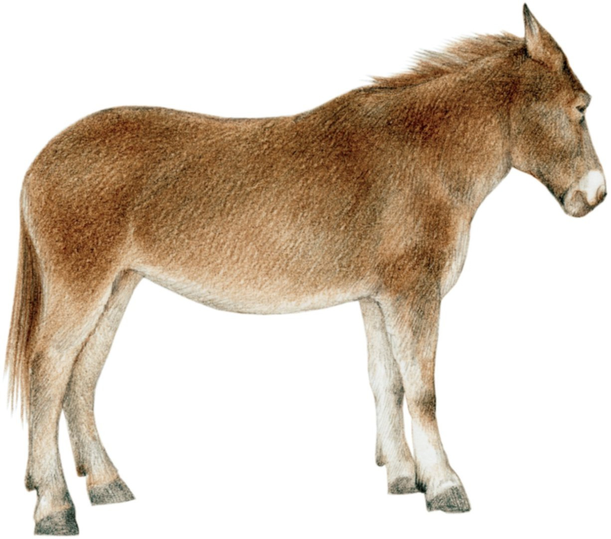 mulas - Visuotinė lietuvių enciklopedija