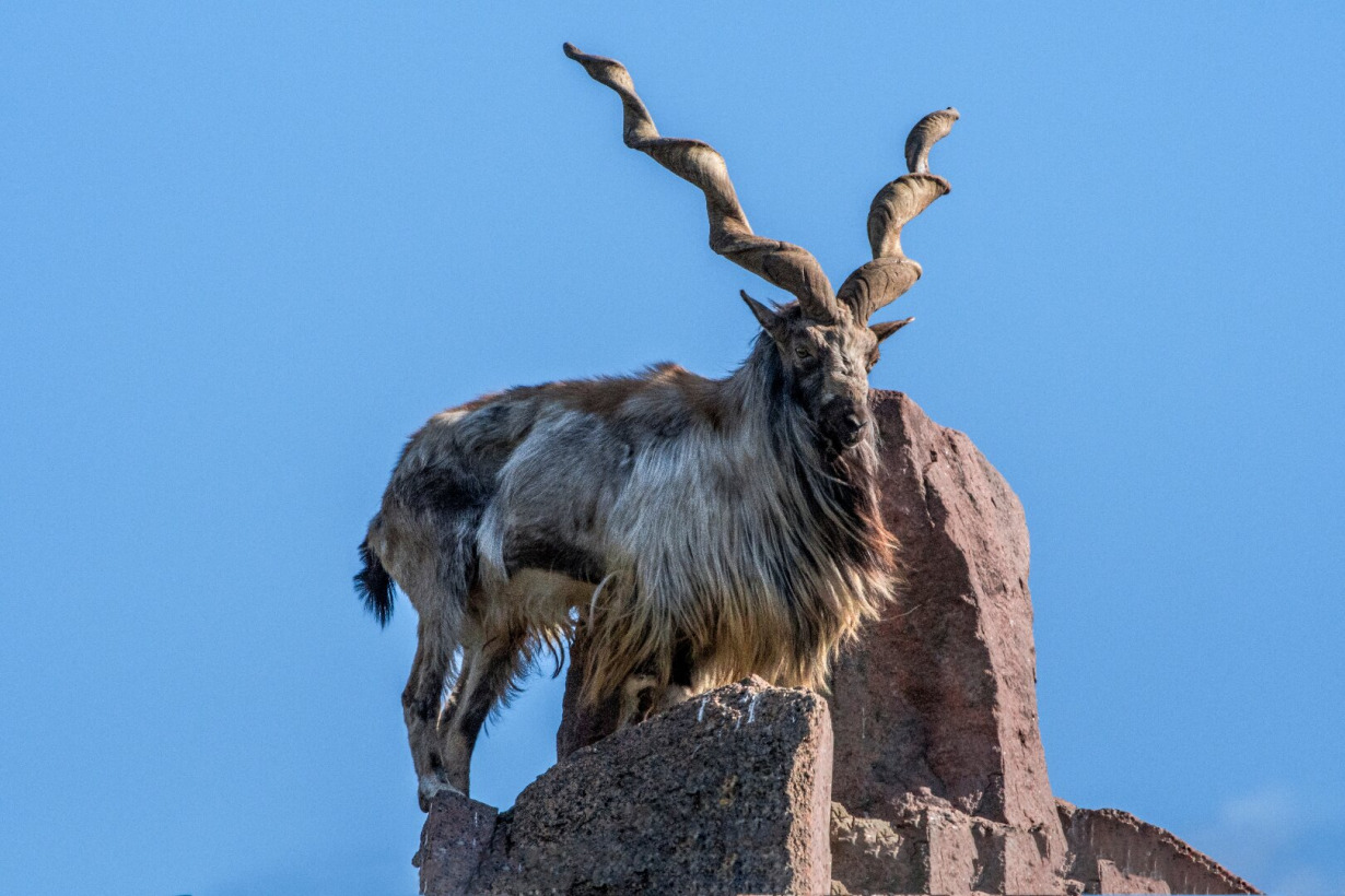 kalniniai ožiai - Visuotinė lietuvių enciklopedija