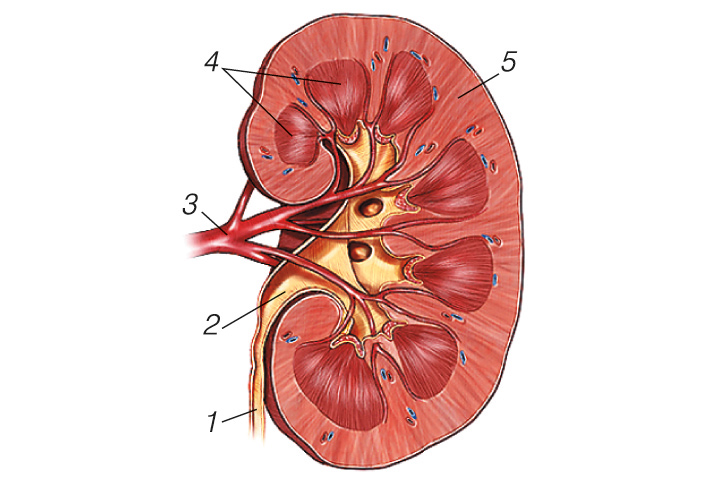 Renal pelvis. Пиелит это