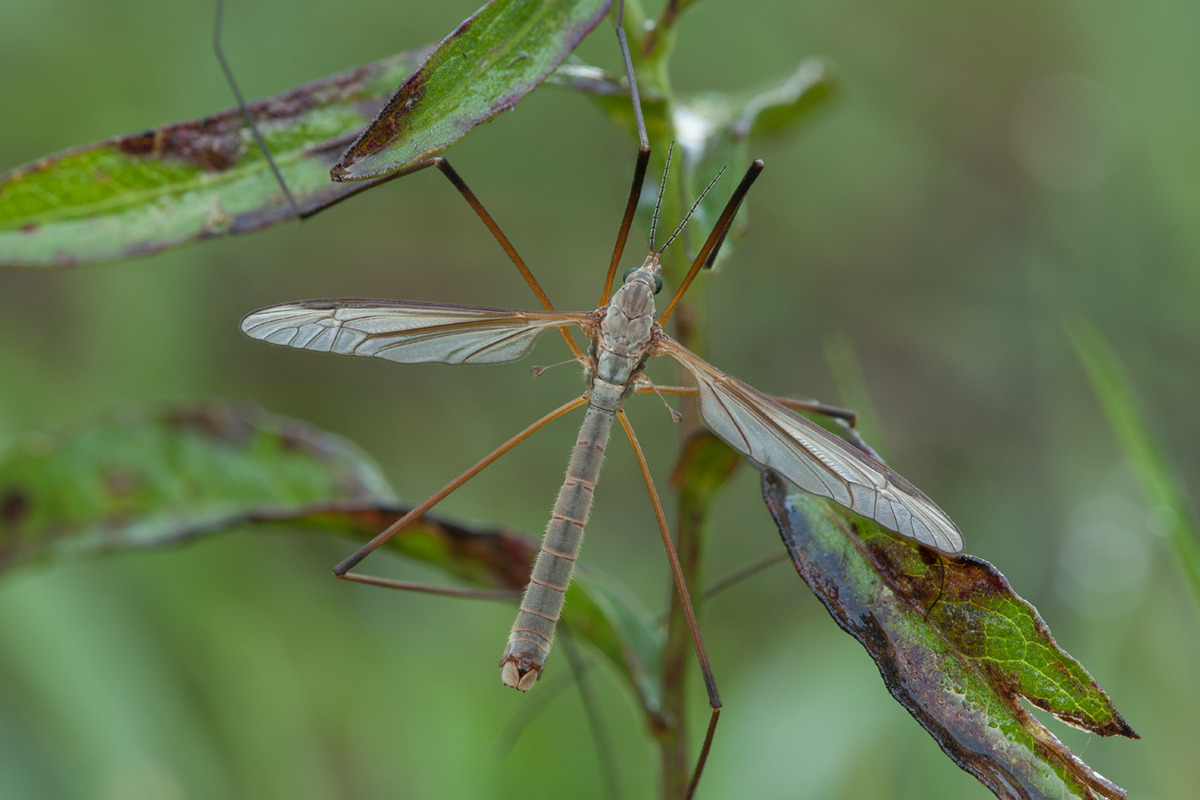 Erotik yosh Anna Dyukova