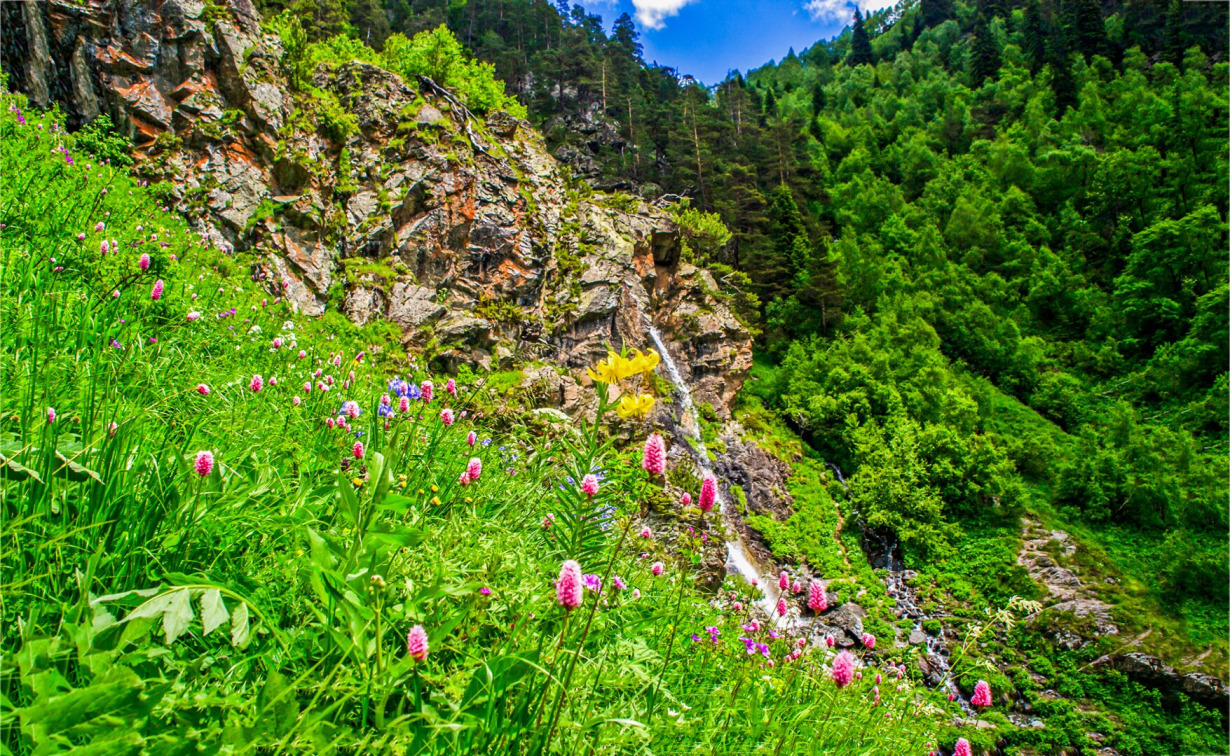 kalnų flora - Visuotinė lietuvių enciklopedija