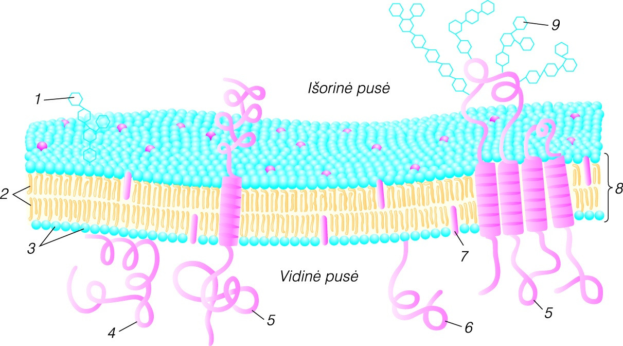 Mebrana membrane