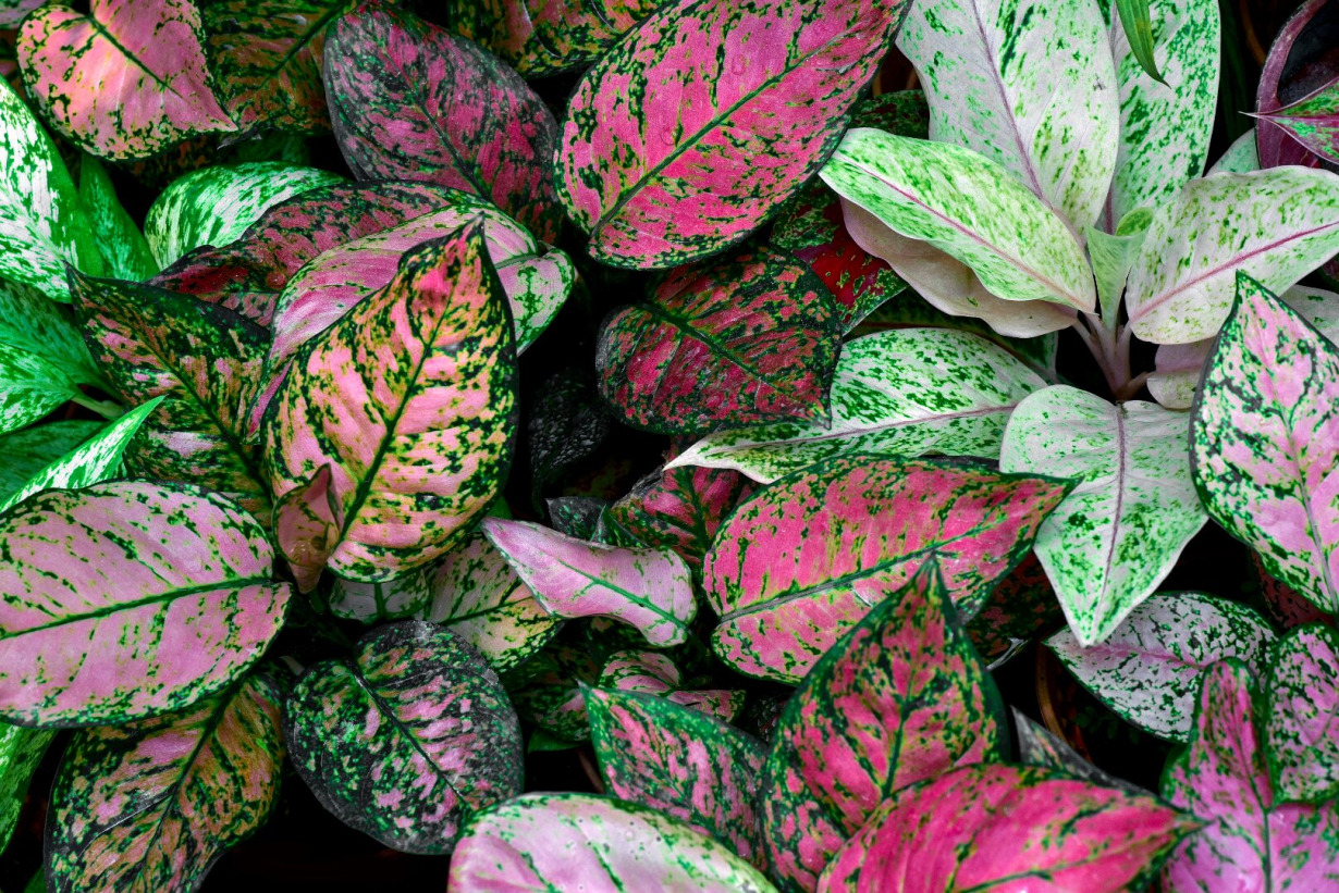 aglaonema - Visuotinė lietuvių enciklopedija