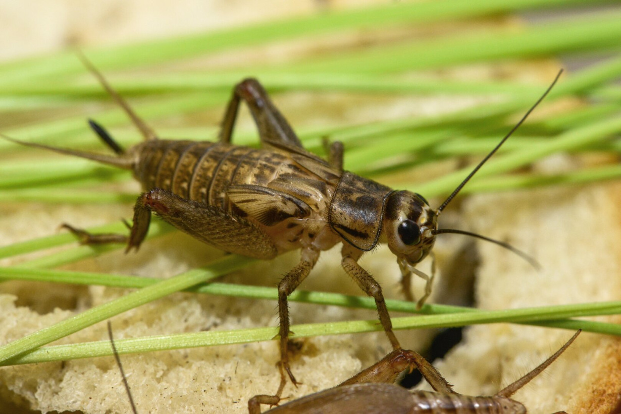 svirpliai Visuotinė lietuvių enciklopedija